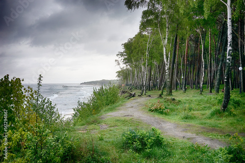 Birch grove on the shore of the grey stormy Baltic sea in the rainy spring weather photo