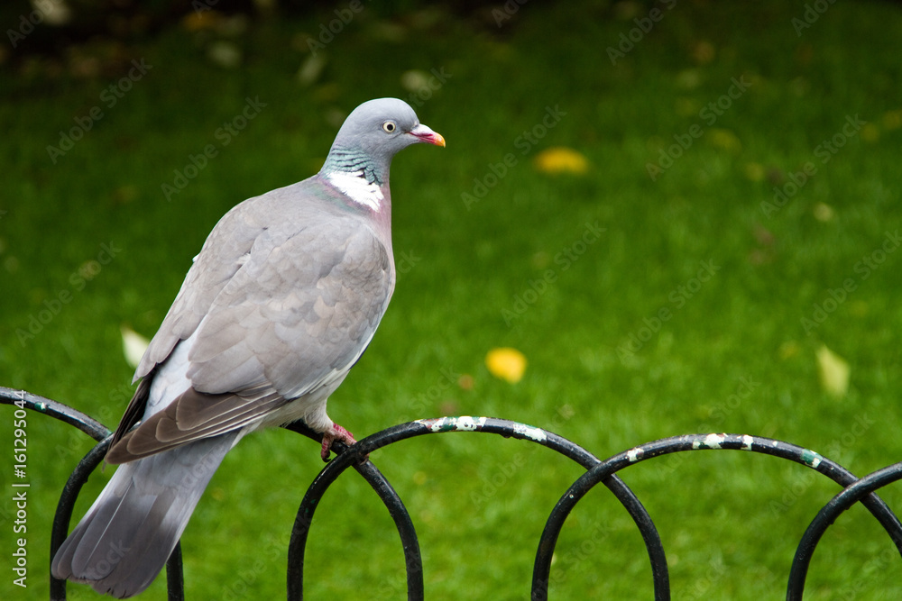 Fototapeta premium Sitting Pigeon