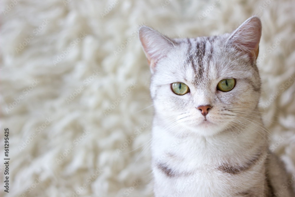 Portrait of grey britain cat. Very beautiful cat.