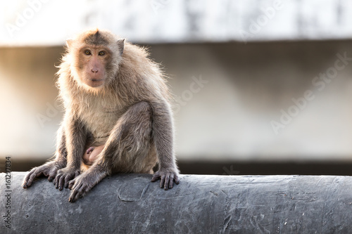 The Monkey in Bangkok Thailand  © teeraphan