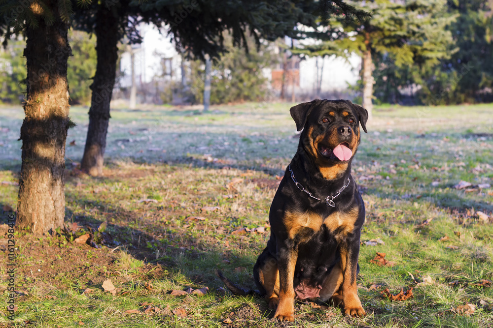 Rottweiler sit on autumn meadow