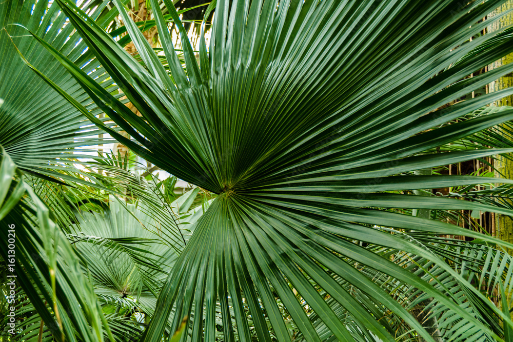 Zielone liście palmy. - obrazy, fototapety, plakaty 