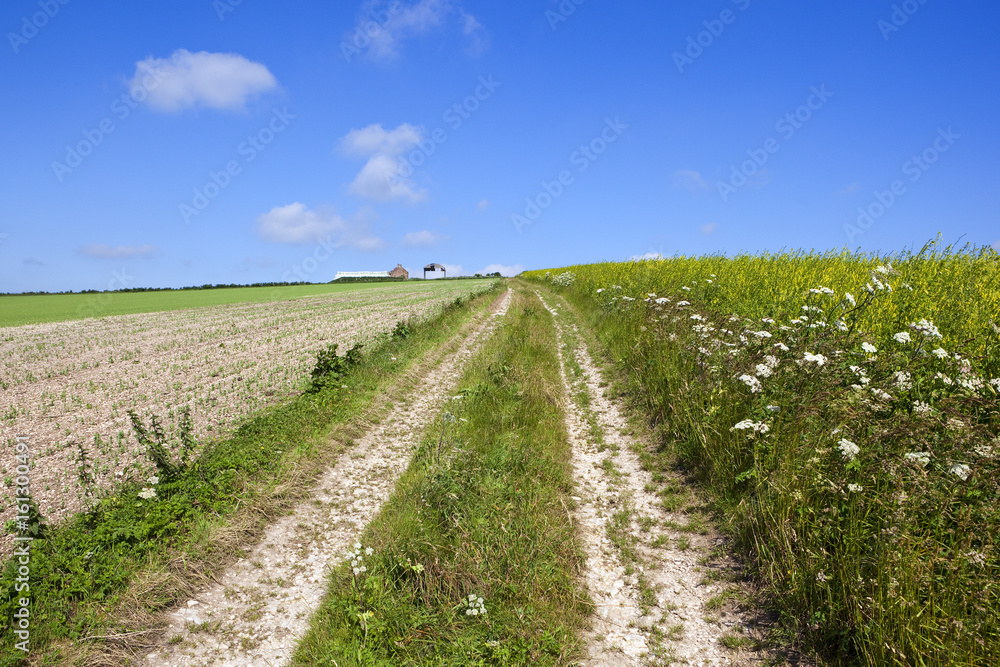 farm track and wildflowers