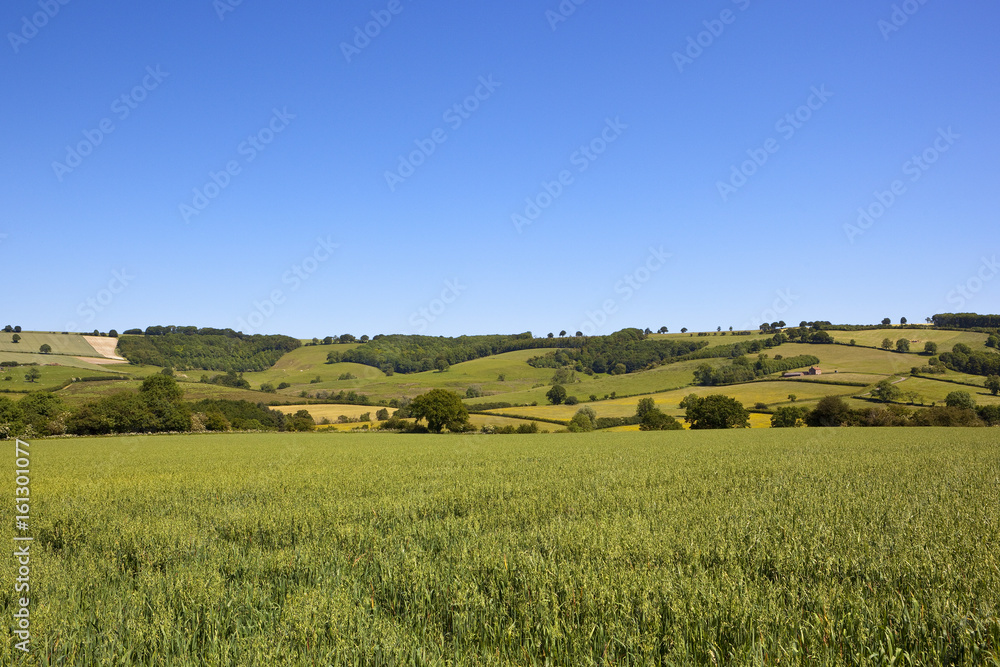 scenic oat crop