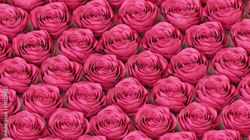 Tight isometric grid of pink roses