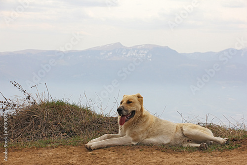 one dog in the background of the mountains, side view