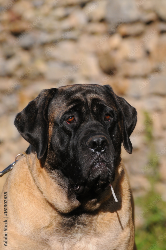 Portrait of a Mastiff Dog