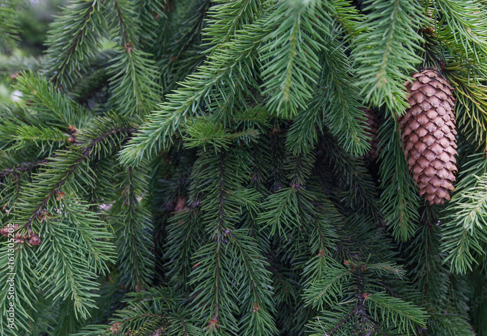 Rare species of trees - spruce Acrocona, branches and pine cone, background Rare species of trees - spruce Acrocona, branches and pine cone, background