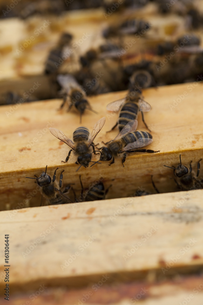 Working bees on a honeycomb.