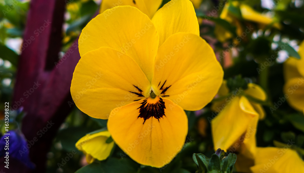 a yellow flower on a sunny spring day a yellow flower on a sunny spring day