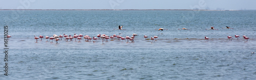 A wide-cropped view of a flock of pink flamingos in the shallow sea of Walvis Bay in Namibia.