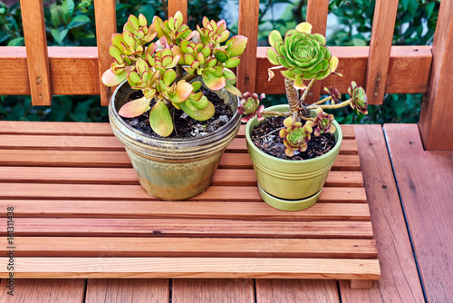 Succulent plants on a redwood deck. California, USA