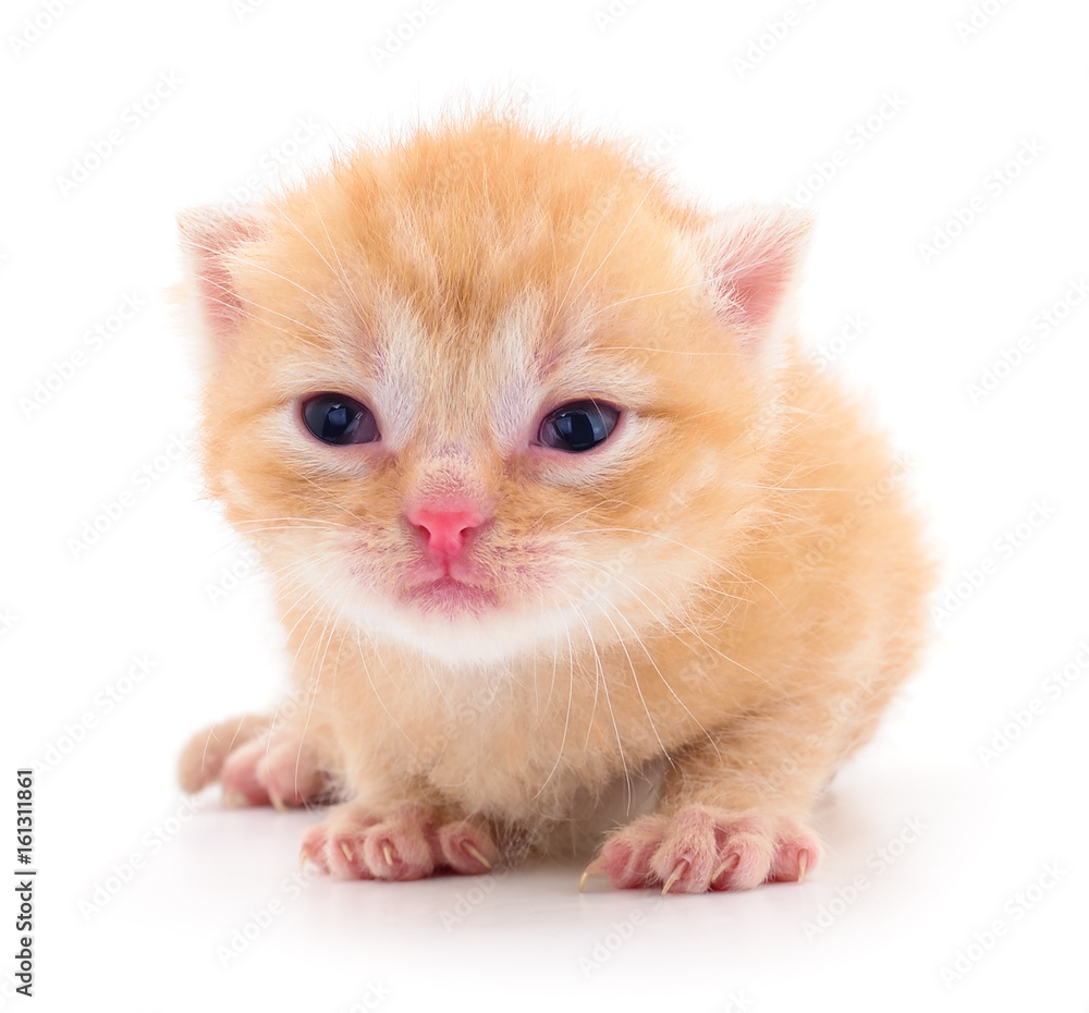Kitten on white background. Kitten on white background.