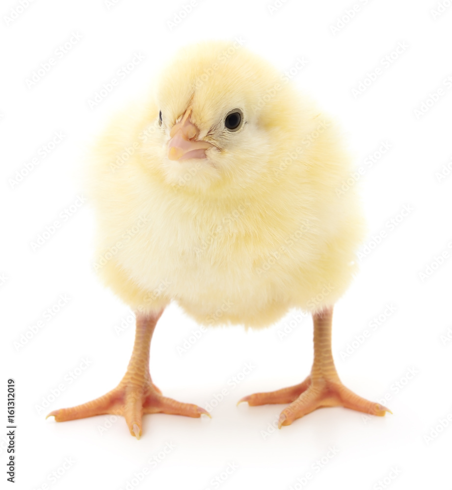 Fototapeta premium Small yellow chicken