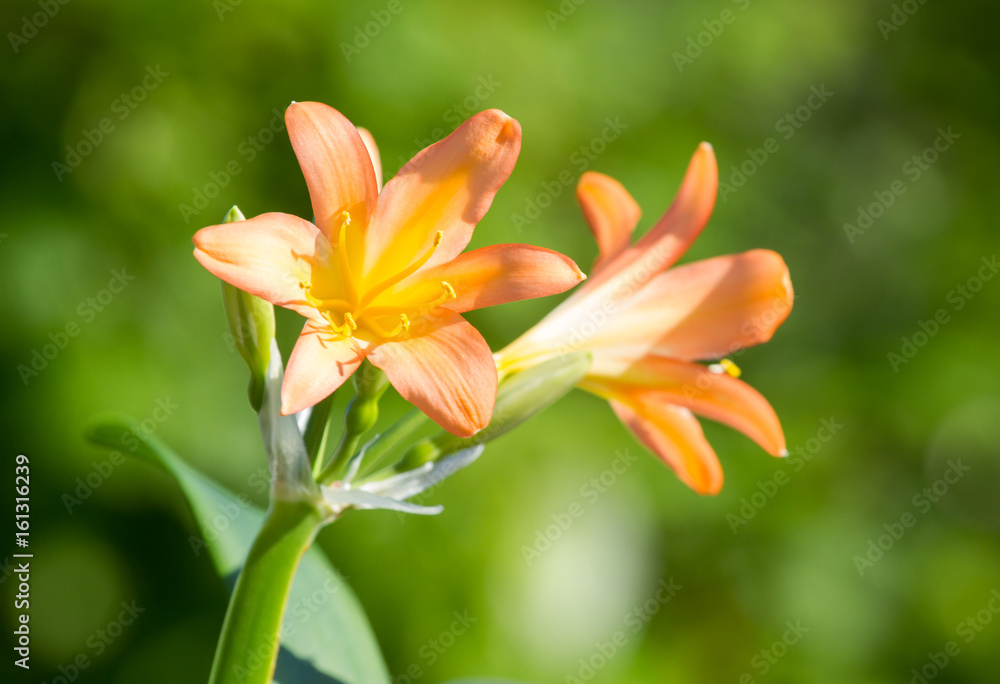 Obraz premium Clivia miniata blooms
