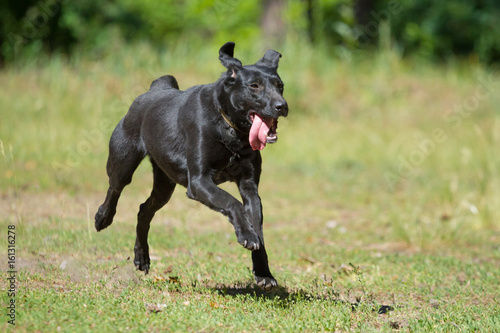 Black dog running