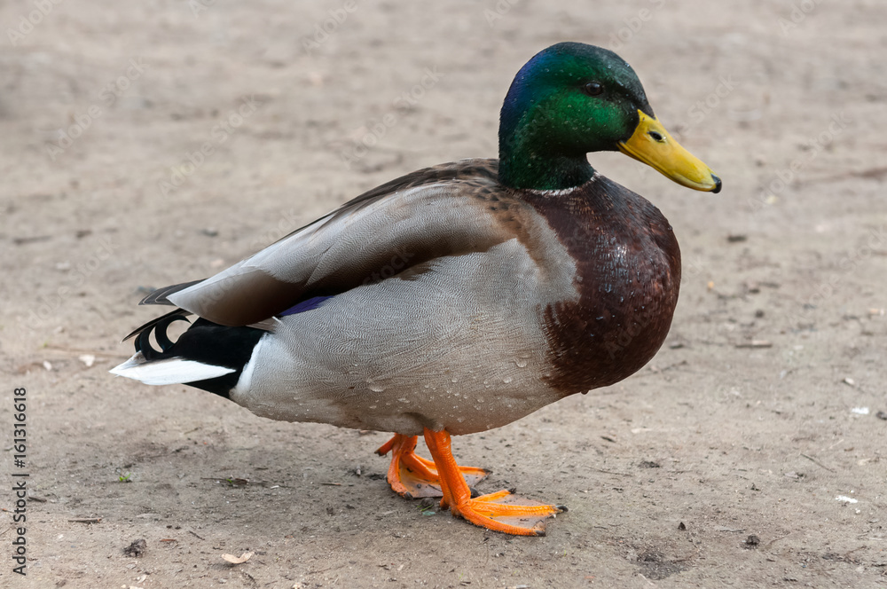 Obraz premium Duck on the ground.