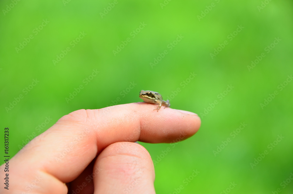Obraz premium Mała żaba na dłoni na zielonym tle
