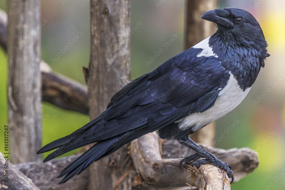 Fototapeta premium Pied Crow (Corvus albus). Ethiopia, Addis Abeba