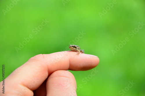 Mała żaba na dłoni na zielonym tle
