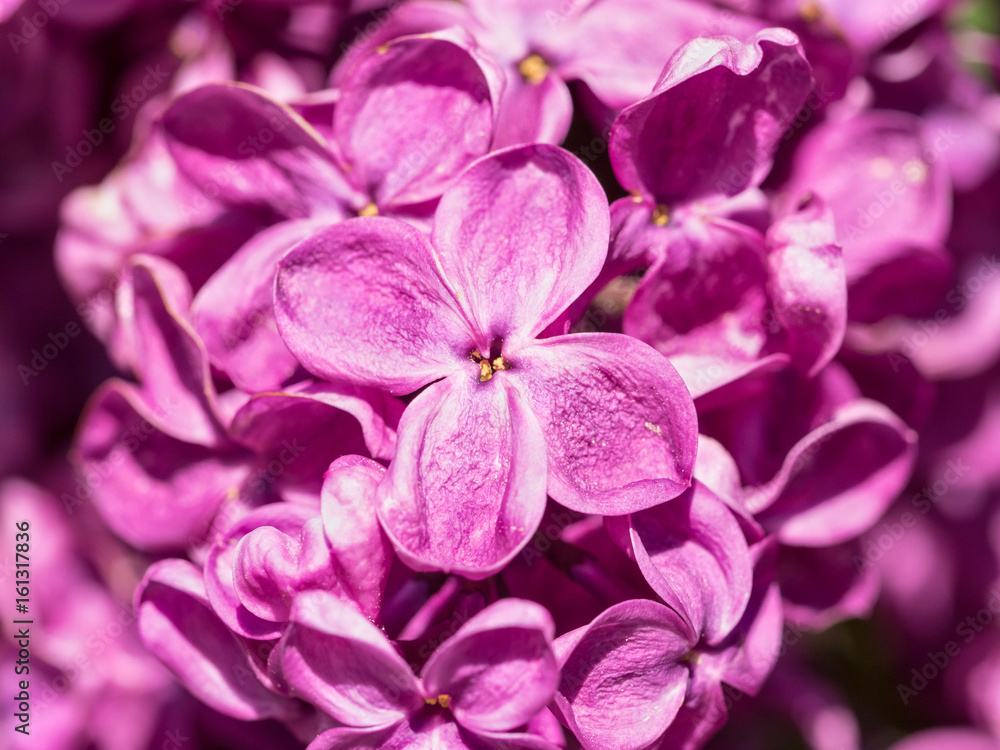 Fototapeta premium Syringa, lush buds of lilac flowers on a branch, close-up of inflorescence