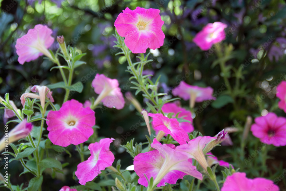 Pink Flowers Pink Flowers