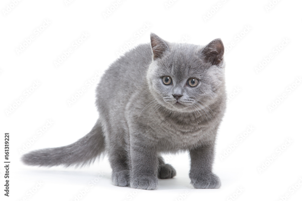 small british kitten on the white background small british kitten on the white background