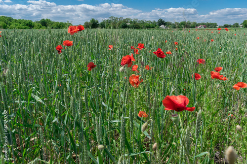 Poppy flowers on the field