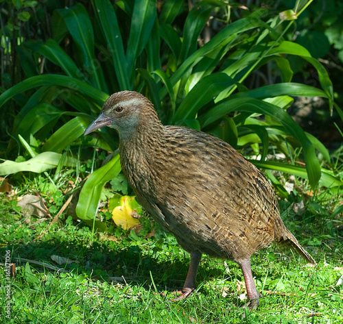 Pesky Weka
