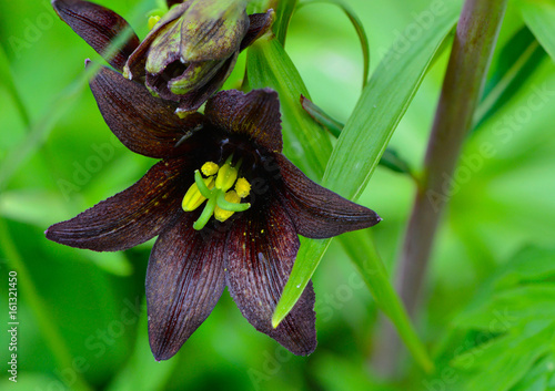 Chocolate Lily