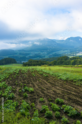 Farmland at harvest time landscape. Field with crop