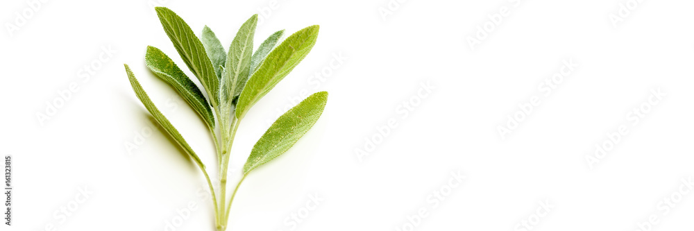 Obraz premium Salbei - Banner