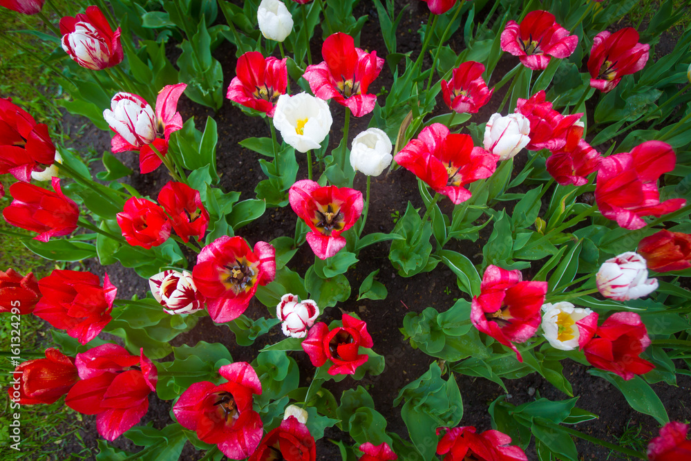 Tulips. Red flowers.