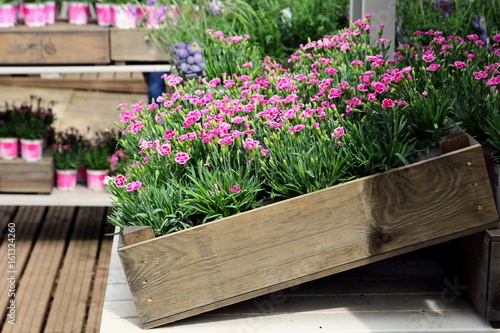 Wooden box of pink dwarf carnations on display