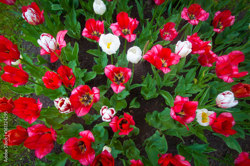 Tulips. Red flowers.