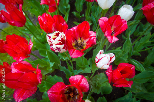 Tulips. Red flowers.