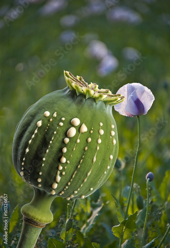 Opium  - latex flows from immature macadamia (Poppy seed - Papaver somniferum)