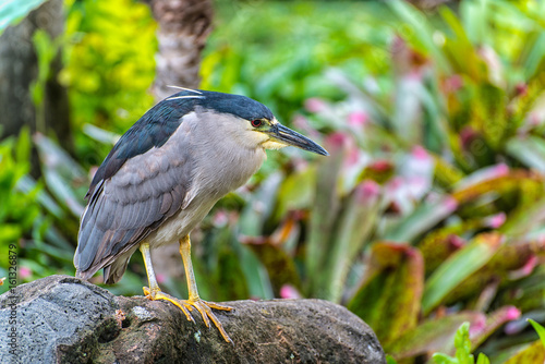 Black-crowned Night Heron