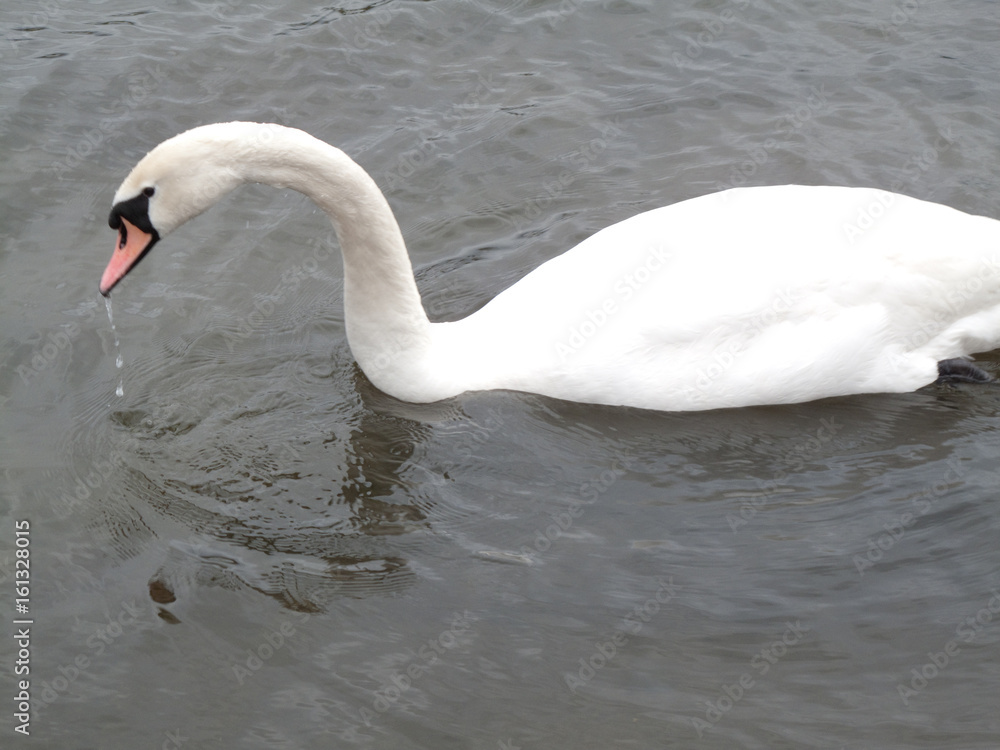 Fototapeta premium Swan Lake
