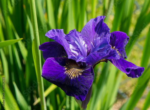Iris