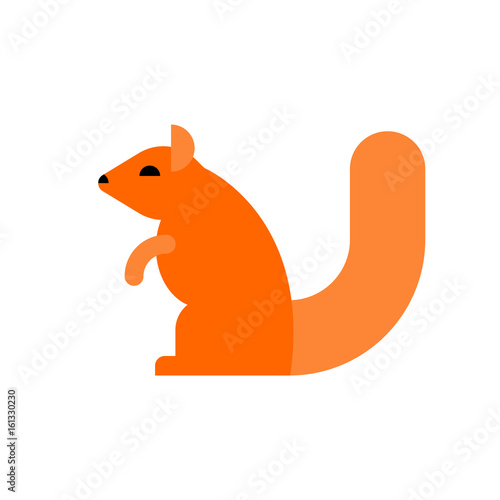 squirrel isolated. Rodent on white background