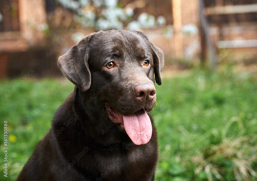 1073226 A dog, a labrador, a dog walks, a labrador stuck out his tongue 1073226 A dog, a labrador, a dog walks, a labrador stuck out his tongue