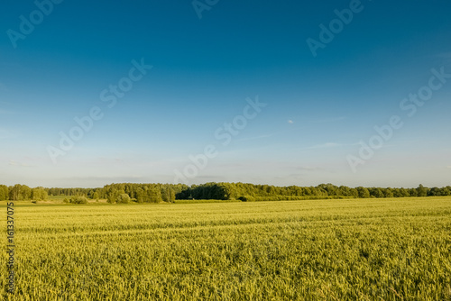 Minimalistic landscape  crops and plain sky