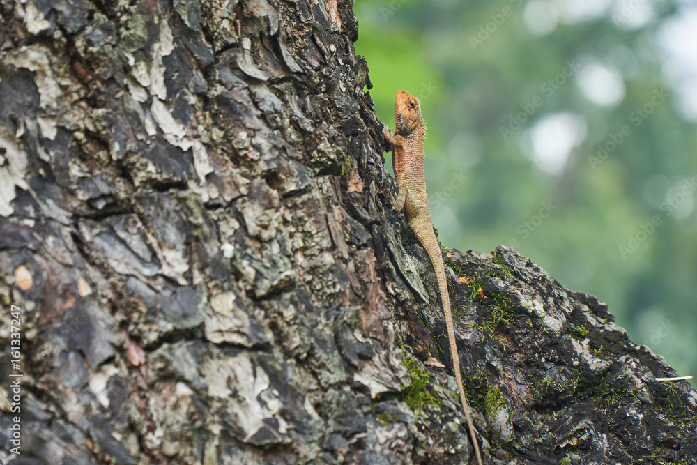 Fototapeta premium A yellow tree lizard resting on the tree Hue, vietnam. With copy space.