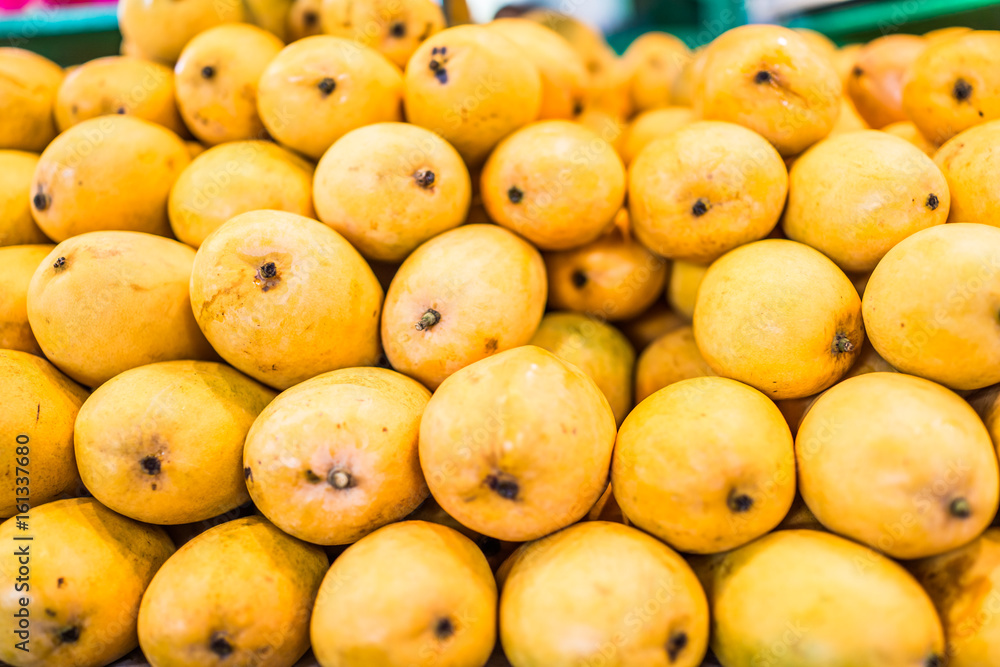 Macro closeup of many yellow ripe vibrant champagne mangoes Macro closeup of many yellow ripe vibrant champagne mangoes