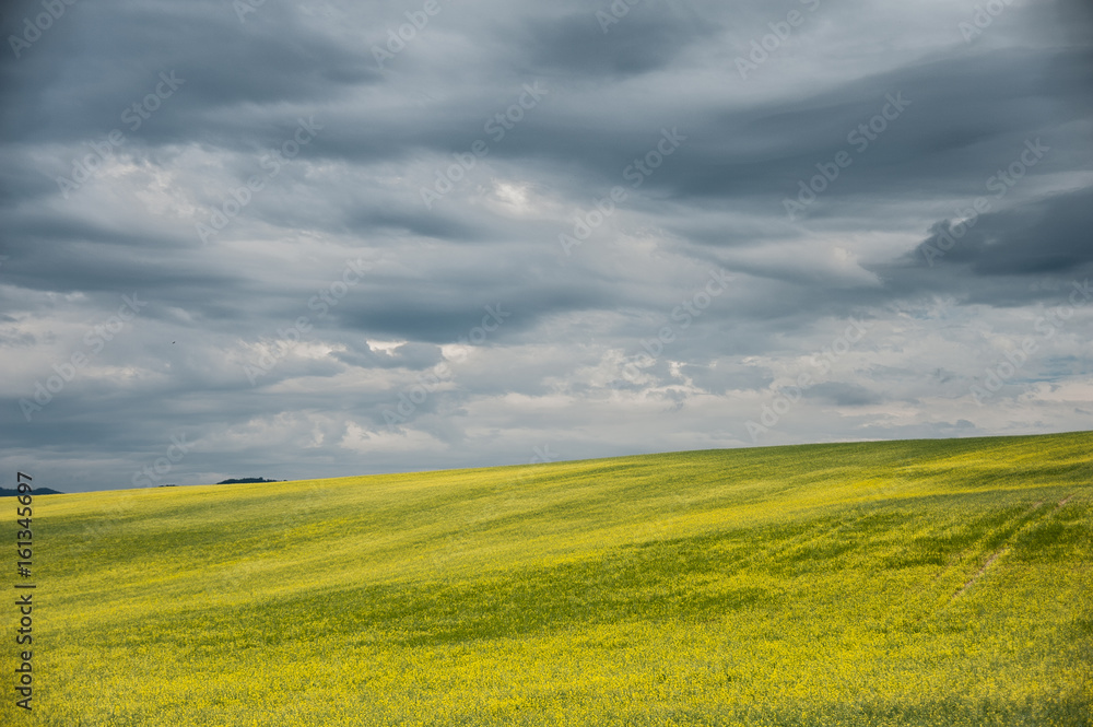 Yellow field clouds