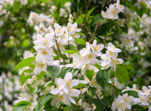 Fototapeta Naklejka Na Ścianę i Meble -  jasmine bush flowers