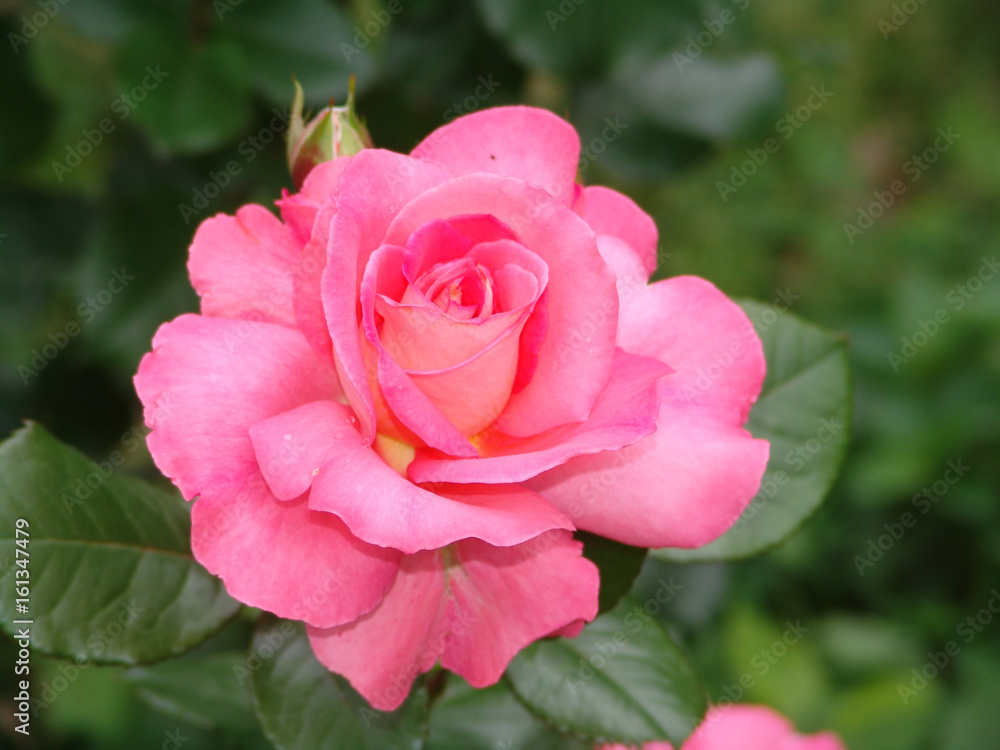 beauty, nature, rose, beautiful, blossom, garden, flower, plant, summer, bloom, color, petal, background, natural, fresh, red, flora, floral, closeup, spring, bouquet, valentine, green, texture, pink, beauty, nature, rose, beautiful, blossom, garden, flower, plant, summer, bloom, color, petal, background, natural, fresh, red, flora, floral, closeup, spring, bouquet, valentine, green, texture, pink,