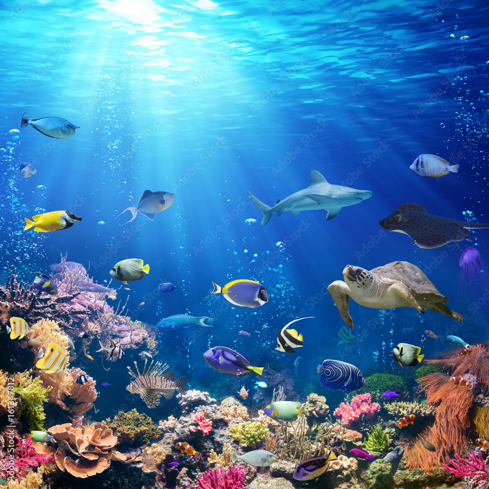 Fotografia Underwater Scene With Coral Reef And Tropical Fish - em  Europosters.pt