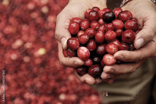 Photography Handful of Dripping Wet Fresh Cranberries